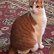 Princess Nuggets is registered to the contest to win money with this photo: animal, carpet, cat, curious, cute, domestic_cat, feline, floor, fur, household, indoor, orange_cat, patterned_rug, pet, relaxed, rug, sitting, tail, whiskers, white_cat