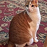 animal, carpet, cat, curious, cute, domestic_cat, feline, floor, fur, household, indoor, orange_cat, patterned_rug, pet, relaxed, rug, sitting, tail, whiskers, white_cat