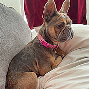 Stella is registered to the contest to win money with this photo: animal, bed, brown_fur, canine, companion, curtains, cute, dog, domestic, french_bulldog, furniture, gray_couch, indoor, pet, pink_collar, portrait, relaxed, resting, side_view, white_sheets