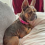 animal, bed, brown_fur, canine, companion, curtains, cute, dog, domestic, french_bulldog, furniture, gray_couch, indoor, pet, pink_collar, portrait, relaxed, resting, side_view, white_sheets