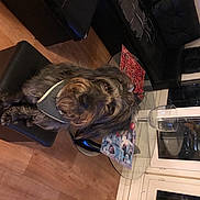 Bandit participe au concours pour gagner de l'argent avec cette photo : canidae, carnivore, companion_dog, dog, dog_breed, flooring, fur, hardwood, kitchen_appliance, laminate_flooring, oven, small_terrier, sporting_group, terrier, toy_dog, varnish, wood_flooring, wood_stain, working_animal, working_dog