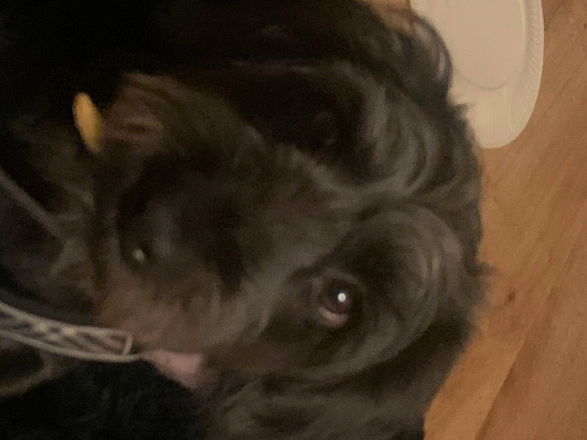 Bandit participe au concours pour gagner de l'argent avec cette photo : brown, canidae, carnivore, companion_dog, dog, dog_breed, ear, fawn, felidae, fur, hardwood, head, liver, small_to_medium_sized_cats, snout, sporting_group, tail, whiskers, wood, working_animal