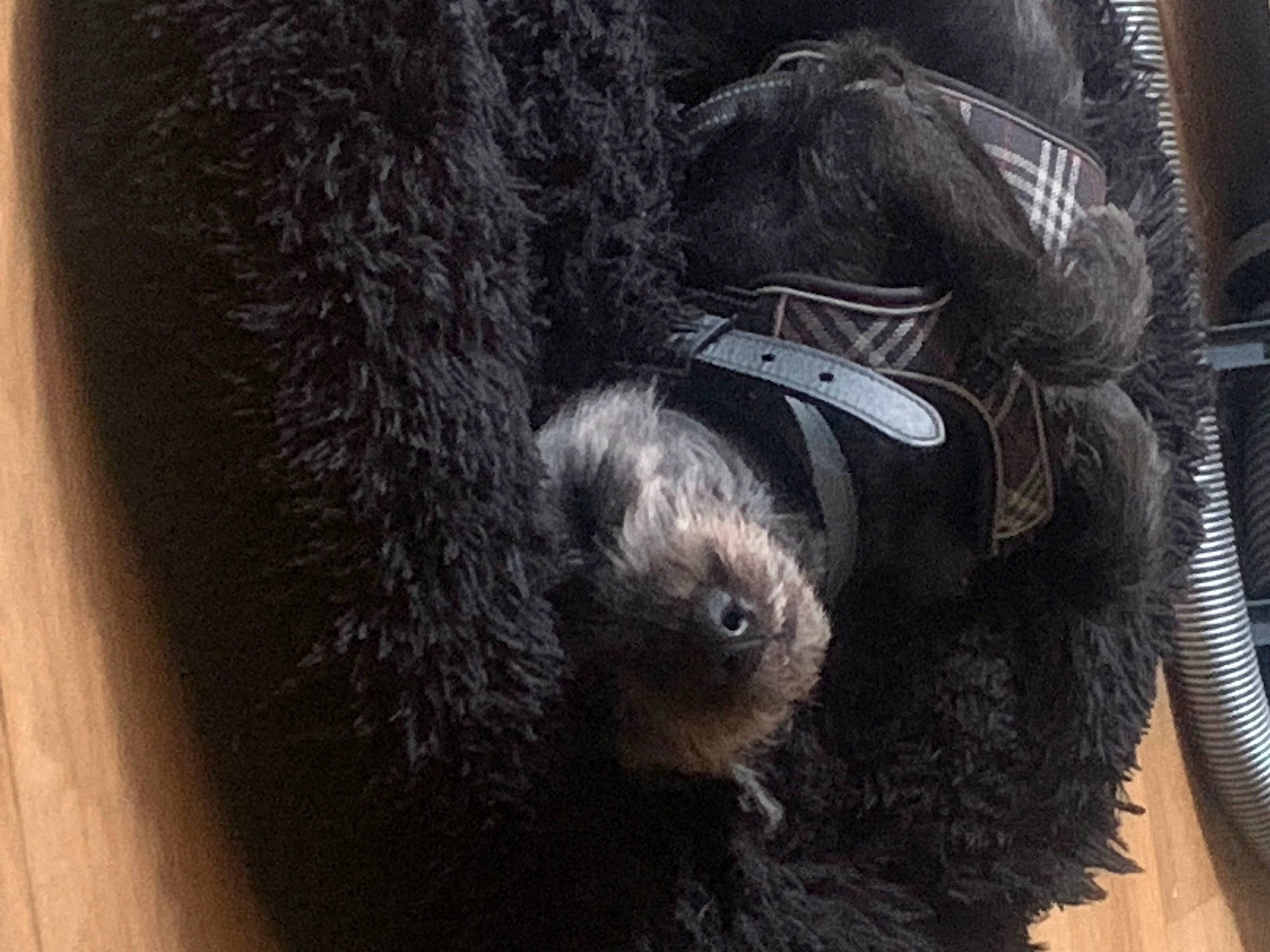 Bandit participe au concours pour gagner de l'argent avec cette photo : canidae, carnivore, claw, dog_breed, fur, liver, sporting_group, tail, terrestrial_animal, terrier, whiskers, working_animal