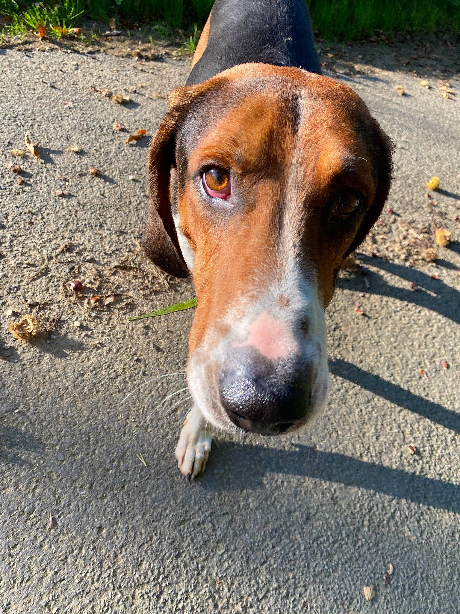 Pastèque participe au concours pour gagner de l'argent avec cette photo : canidae, carnivore, collar, companion_dog, dog, dog_breed, dog_supply, eye, fawn, hat, hound, liver, pet_supply, plant, road_surface, scent_hound, snout, sporting_group, whiskers, working_animal