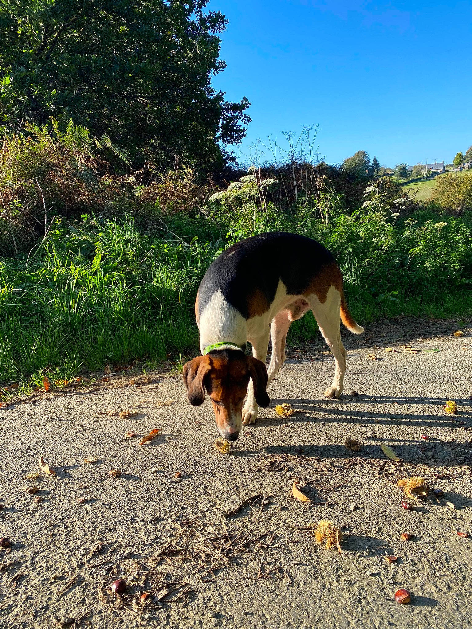Pastèque a rejoint le concours — aidez-le/la à gagner de superbes lots ! asphalt, carnivore, companion_dog, dog, dog_breed, fawn, grass, hound, landscape, natural_landscape, plant, road, road_surface, scent_hound, sky, snout, sporting_group, tail, tree, working_animal
