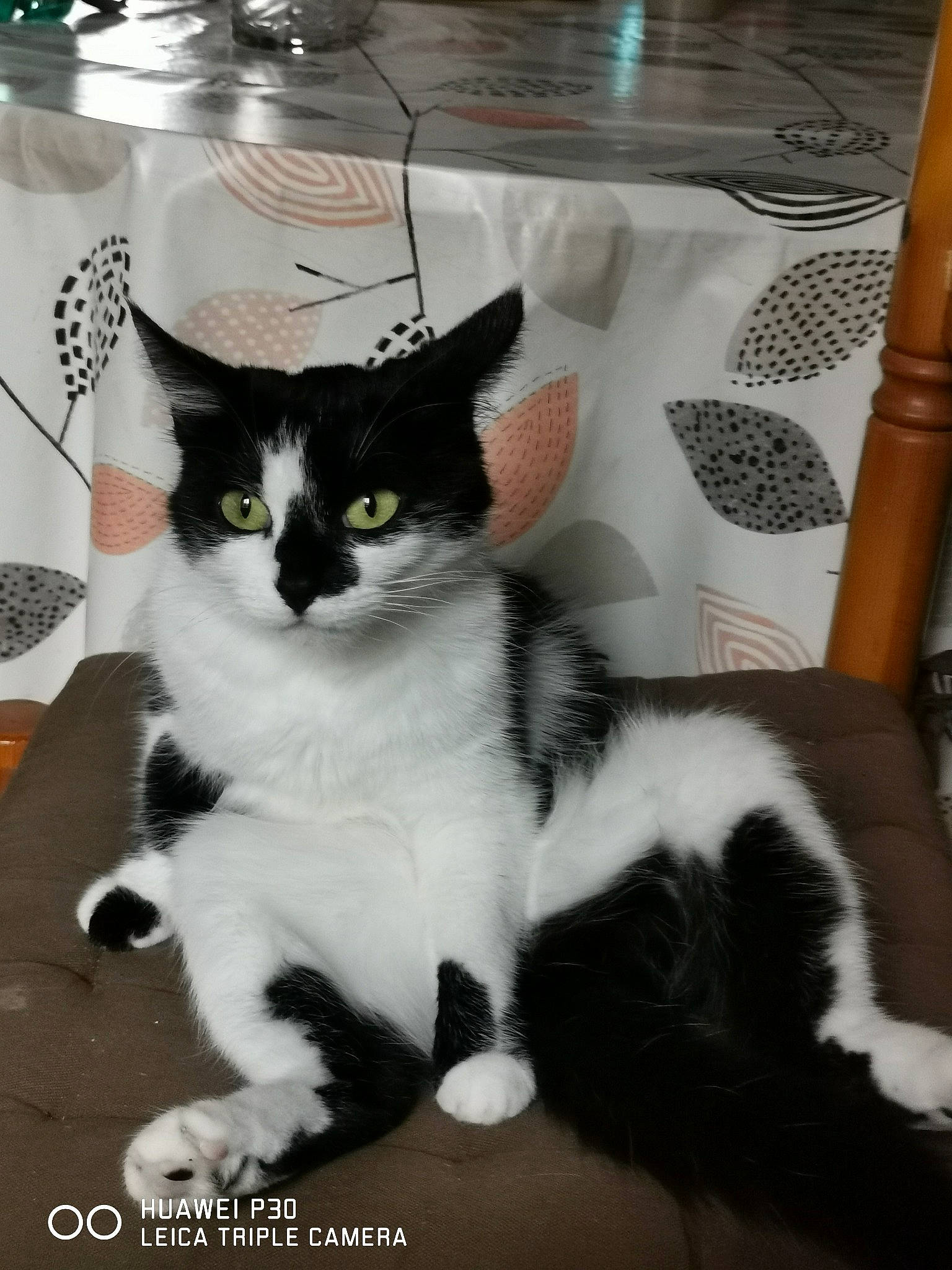 Choupi a rejoint le concours — aidez-le/la à gagner de superbes lots ! carnivore, cat, claw, comfort, domestic_short_haired_cat, felidae, formal_wear, fur, linens, paw, sitting, small_to_medium_sized_cats, tail, whiskers, white