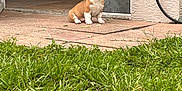 Mr Bud And Mr Miller joined the competition — help win amazing prizes! puppy, corgi, dog, grass, lettuce, patio, outdoor, pet, animal, cute, small, sitting, door, house, fur, ears, mouth, green, nature, young