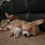 Mr Bud And Mr Miller is registered to the contest to win money with this photo: corgi, puppy, dog, sleeping, floor, tile, black_leather_couch, nap, cute, pet, animal, indoor, cozy, resting, fur, paw, snuggle, two_puppies, young_dog, domestic_animal