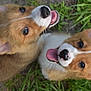 Mr Bud And Mr Miller is registered to the contest to win money with this photo: corgi, puppy, dog, grass, outdoor, animal, pet, canine, fur, tongue, happy, playful, nature, young, cute, ears, muzzle, smiling, looking_up, two