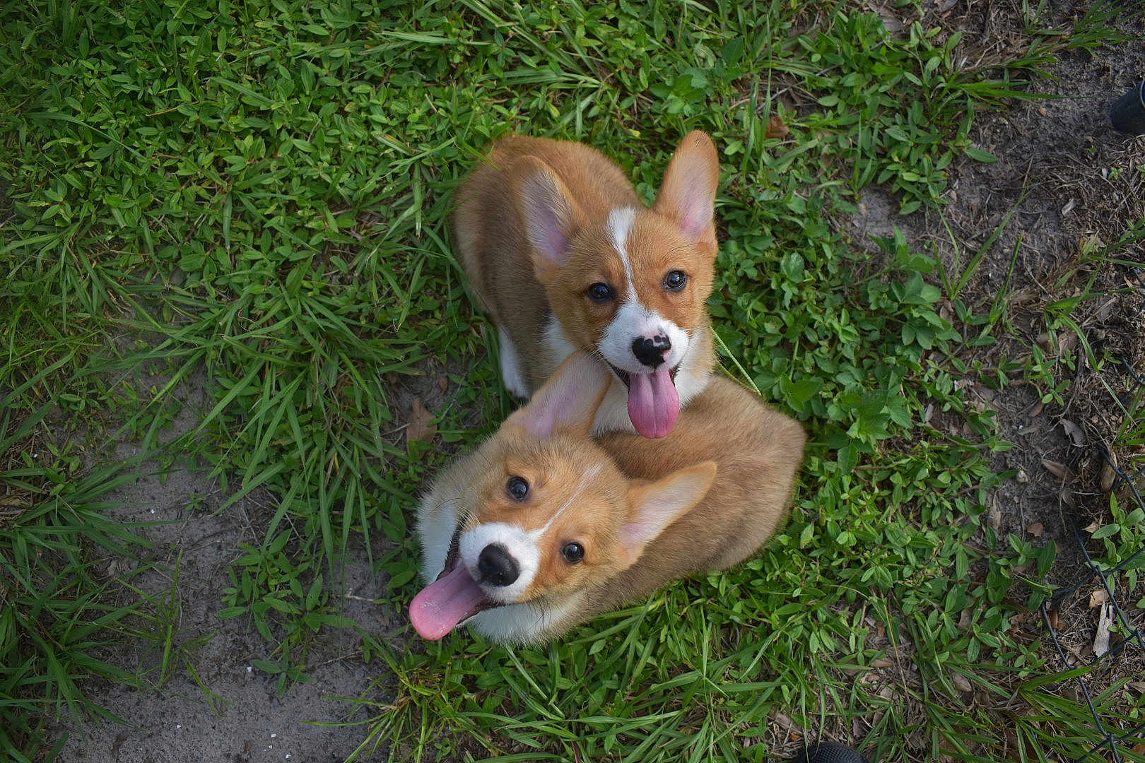 Mr Bud And Mr Miller joined the competition — help win amazing prizes! corgi, puppy, dog, grass, greenery, outdoor, tongue_out, playful, cute, pet, animal, fur, ears, happy, nature, two_animals, looking_up, young_dog, mammal, canine