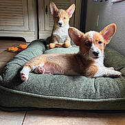 Mr Bud And Mr Miller is registered to the contest to win money with this photo: corgi, puppy, dog, indoor, dog_bed, toy_bone, floor, window, ear, fur, pet, animal, relaxed, lying_down, sitting, cute, cozy, sunlight, home, background