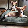 corgi, puppy, dog, indoor, dog_bed, toy_bone, floor, window, ear, fur, pet, animal, relaxed, lying_down, sitting, cute, cozy, sunlight, home, background