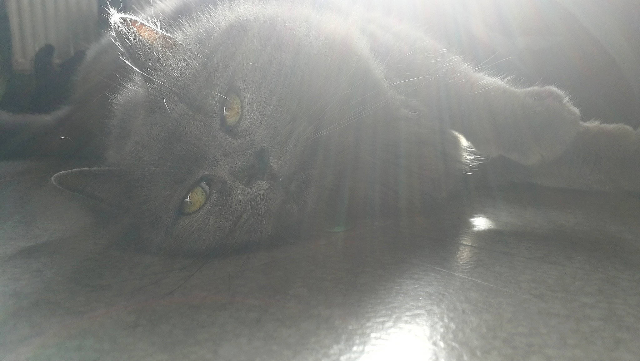 Napoléon a rejoint le concours — aidez-le/la à gagner de superbes lots ! black_cat, carnivore, cat, eye, felidae, fur, norwegian_forest_cat, persian, sky, small_to_medium_sized_cats, snout, whiskers