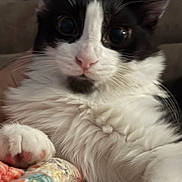 Tatertot Oreo is registered to the contest to win money with this photo: cat, close_up, black_and_white, fluffy, pet, animal, whiskers, paw, quilt, fabric, indoor, resting, cute, fur, pink_nose, curious_eyes, soft_focus, cozy, domestic_cat, relaxed