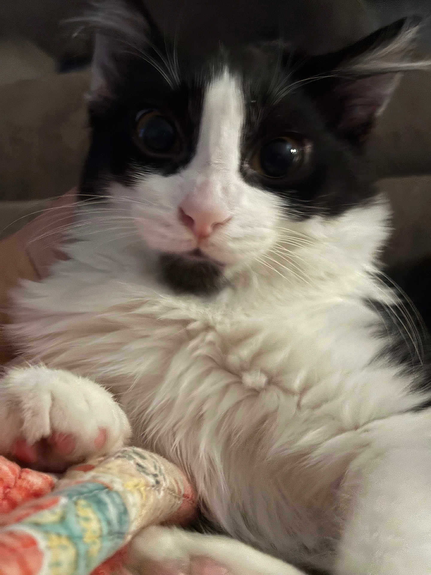 Tatertot Oreo is registered to the contest to win money with this photo: cat, close_up, black_and_white, fluffy, pet, animal, whiskers, paw, quilt, fabric, indoor, resting, cute, fur, pink_nose, curious_eyes, soft_focus, cozy, domestic_cat, relaxed