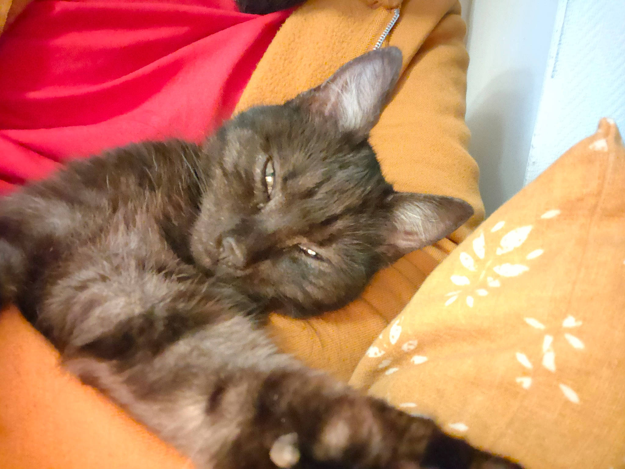 Lewis a rejoint le concours — aidez-le/la à gagner de superbes lots ! black_cat, box, carnivore, cat, claw, comfort, dog_breed, domestic_short_haired_cat, ear, fawn, felidae, fur, nap, paw, small_to_medium_sized_cats, tail, whiskers