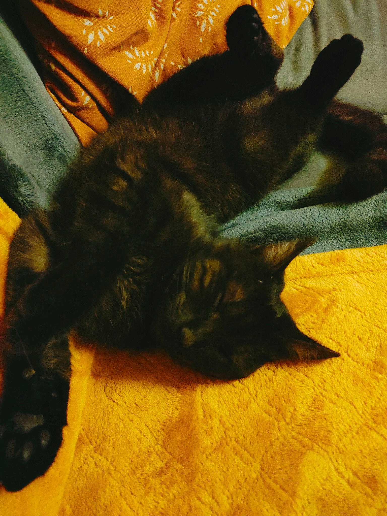 Léwis participe au concours pour gagner de l'argent avec cette photo : black_cat, bombay, brown, carnivore, cat, claw, comfort, domestic_short_haired_cat, felidae, flooring, fur, nap, paw, shadow, small_to_medium_sized_cats, snout, tail, tints_and_shades, whiskers