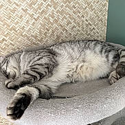 Ulki a rejoint le concours — aidez-le/la à gagner de superbes lots ! cat, sleeping, tabby, gray, feline, pet, cozy, bed, indoor, paw, fur, relaxed, resting, animal, cute, striped, soft, comfort, home, quiet