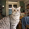 Ulki participe au concours pour gagner de l'argent avec cette photo : cat, tabby_cat, indoor, curious, wide_eyes, furniture, dining_table, chair, curtains, lamp, shelf, decor, home, window, plant, coat, wooden_table, living_room, pet, feline
