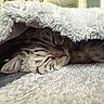 Ulki participe au concours pour gagner de l'argent avec cette photo : cat, tabby, sleeping, cozy, blanket, furry, indoor, pet, resting, animal, cute, soft, texture, fur, comfort, relaxation, peaceful, home, closeup, nap