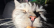 Ulki a rejoint le concours — aidez-le/la à gagner de superbes lots ! cat, close_up, whiskers, ice_cream, food, pet, indoor, television, sports, blurred_background, feline, nose, mouth, fur, snack, happy, light, shadow, face, animal