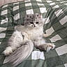 Winter a rejoint le concours — aidez-le/la à gagner de superbes lots ! cat, fluffy, gray, white, bed, checkered_bedspread, wooden_wall, relaxed, pet, animal, feline, cute, indoor, resting, fur, paw, tail, domestic_cat, cozy, comfort