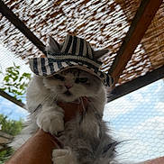 Winter a rejoint le concours — aidez-le/la à gagner de superbes lots ! cat, hat, fluffy, pet, animal, hand, outdoor, sky, wood, woven_roof, fence, grumpy, striped, cute, portrait, whiskers, ears, fur, holding, daylight
