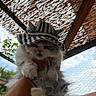 animal, cat, cute, daylight, ears, fence, fluffy, fur, grumpy, hand, hat, holding, outdoor, pet, portrait, sky, striped, whiskers, wood, woven_roof