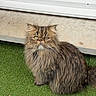 Minus a rejoint le concours — aidez-le/la à gagner de superbes lots ! cat, long_hair, grumpy_face, outdoor, grass, window, pet, animal, feline, fur, whiskers, sitting, brown, tabby, cute, domestic, nature, portrait, eyes, expression
