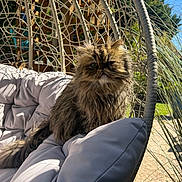 Minus participe au concours pour gagner de l'argent avec cette photo : cat, fluffy, outdoor, sunlight, cushion, hanging_chair, wicker, greenery, pet, relaxed, feline, nature, daylight, fur, garden, shade, comfort, animal, portrait, resting