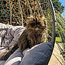 animal, cat, comfort, cushion, daylight, feline, fluffy, fur, garden, greenery, hanging_chair, nature, outdoor, pet, portrait, relaxed, resting, shade, sunlight, wicker