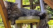 Minus participe au concours pour gagner de l'argent avec cette photo : cat, fluffy, long_hair, sleeping, wood, outdoor, fence, wire_mesh, platform, animal, pet, relaxing, nature, tree, greenery, close_up, resting, peaceful, fur, daylight