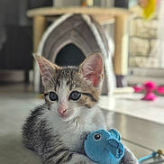 Aïna a rejoint le concours — aidez-le/la à gagner de superbes lots ! animal, blue_fish_toy, blurred_background, cat, cat_tree, cute, domestic_cat, ears, feline, floor, indoor, kitten, pet, playful, resting, small, tabby, toy, whiskers, young_cat