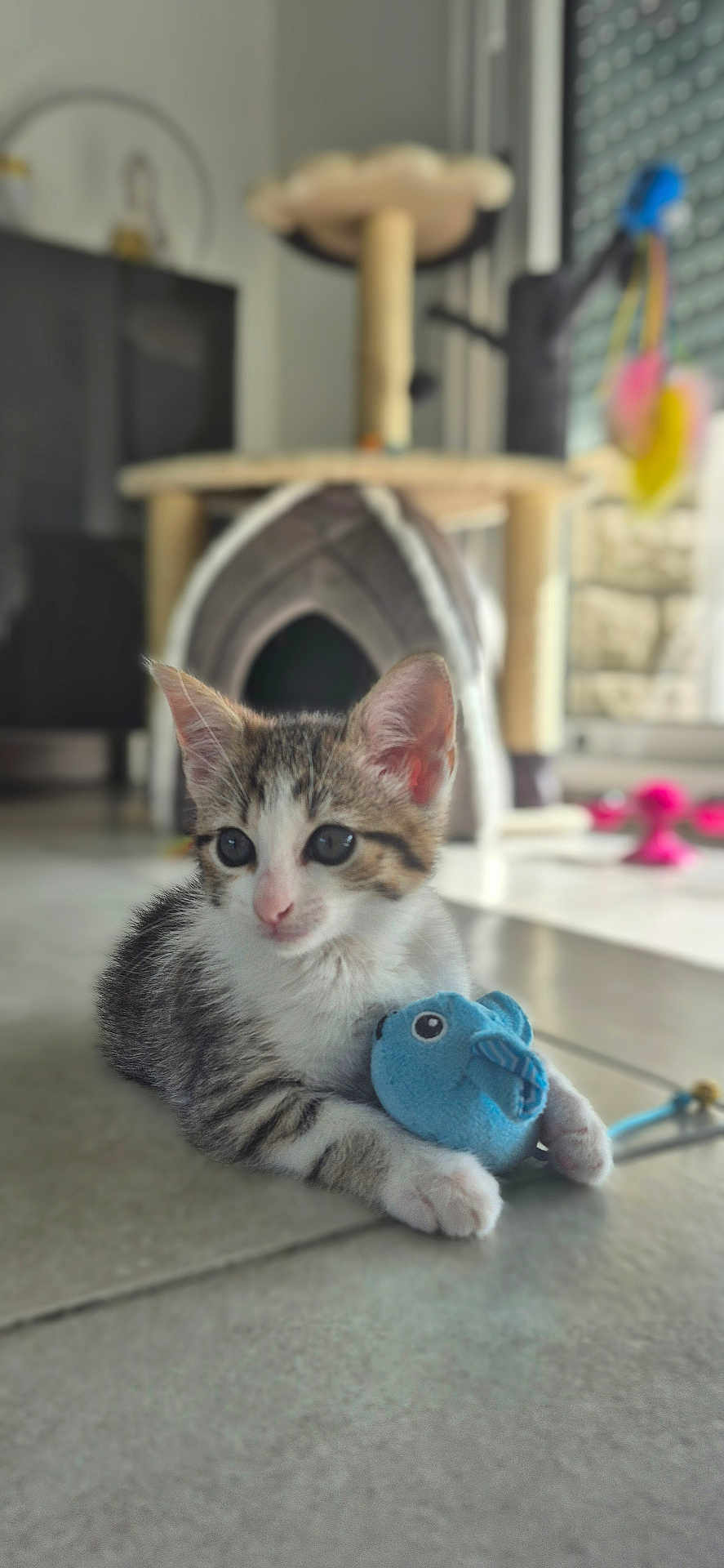 Aïna a rejoint le concours — aidez-le/la à gagner de superbes lots ! animal, blue_fish_toy, blurred_background, cat, cat_tree, cute, domestic_cat, ears, feline, floor, indoor, kitten, pet, playful, resting, small, tabby, toy, whiskers, young_cat