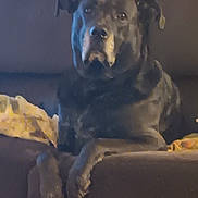 Diesel is registered to the contest to win money with this photo: dog, couch, blanket, indoor, pet, animal, fur, resting, large_dog, canine, mammal, paw, face, ears, snout, quiet, home, relaxed, dark, shadow