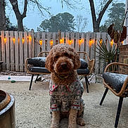 Tommy is registered to the contest to win money with this photo: dog, sweater, outdoor, patio, snow, string_lights, fence, tree, chair, bench, plant, cold_weather, cozy, pet, animal, winter, wood, evening, calm, cute