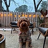 dog, sweater, outdoor, patio, snow, string_lights, fence, tree, chair, bench, plant, cold_weather, cozy, pet, animal, winter, wood, evening, calm, cute