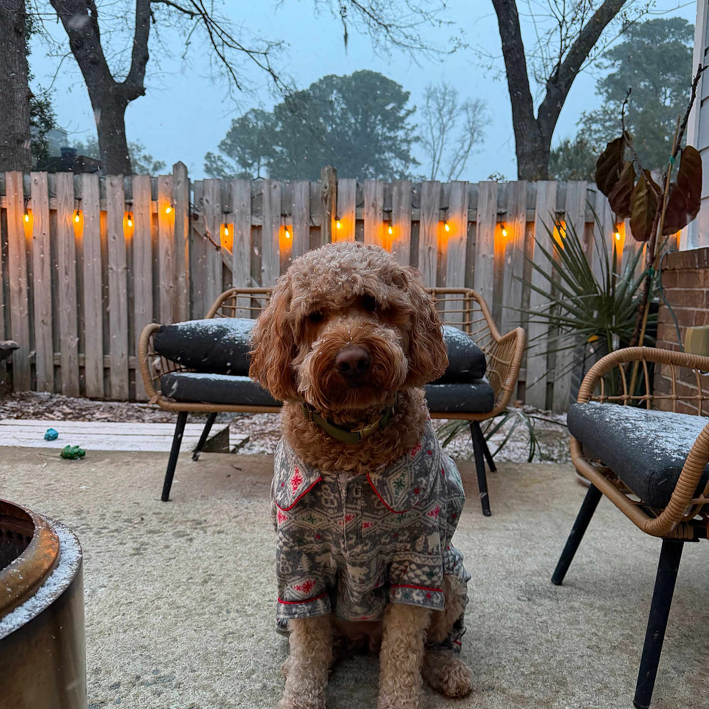 Tommy is registered to the contest to win money with this photo: dog, sweater, outdoor, patio, snow, string_lights, fence, tree, chair, bench, plant, cold_weather, cozy, pet, animal, winter, wood, evening, calm, cute
