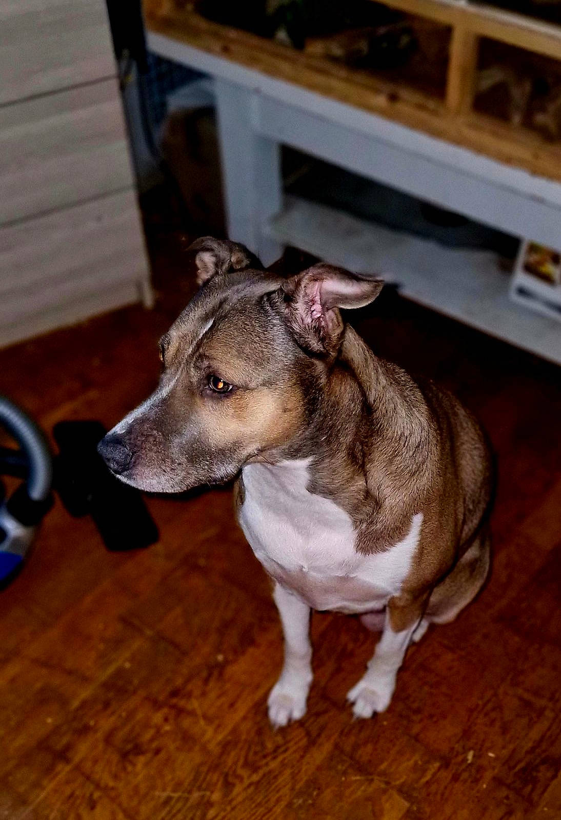 Ness participe au concours pour gagner de l'argent avec cette photo : carnivore, companion_dog, dog, dog_breed, fawn, flooring, fur, hardwood, non_sporting_group, sighthound, sporting_group, tail, terrestrial_animal, whiskers, wood, working_animal, working_dog