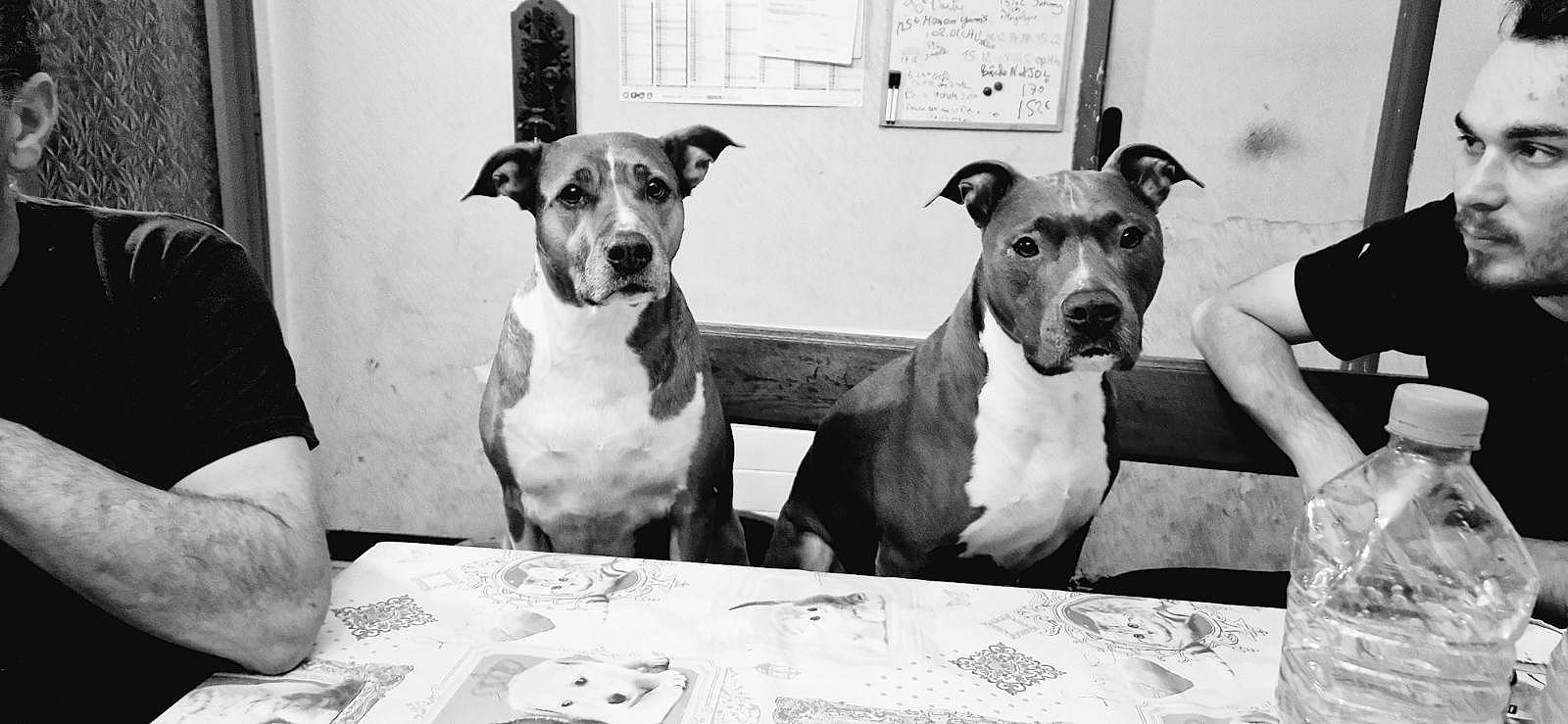 Ness participe au concours pour gagner de l'argent avec cette photo : black, black_and_white, bored, canidae, carnivore, collar, companion_dog, dog, dog_breed, fawn, monochrome, monochrome_photography, pet_supply, snout, sporting_group, style, table, tableware, white, working_animal