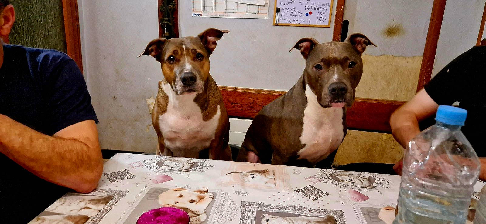 Ness a rejoint le concours — aidez-le/la à gagner de superbes lots ! bottle, bottled_water, carnivore, collar, companion_dog, dishware, dog, dog_breed, dog_collar, drinking_water, fawn, mineral_water, pet_supply, plate, snout, table, tableware, water_bottle, window, working_animal