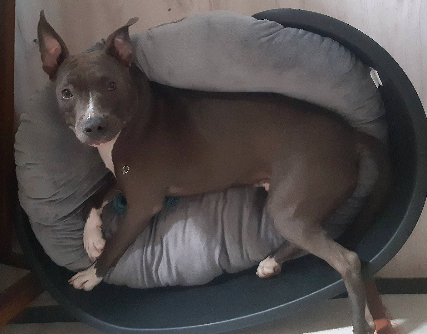 Oslo participe au concours pour gagner de l'argent avec cette photo : american_hairless_terrier, bull_and_terrier, canidae, carnivore, cat, dog, dog_breed, fawn, mammal, mexican_hairless_dog, non_sporting_group, snout, tail, thai_ridgeback, vertebrate, whiskers