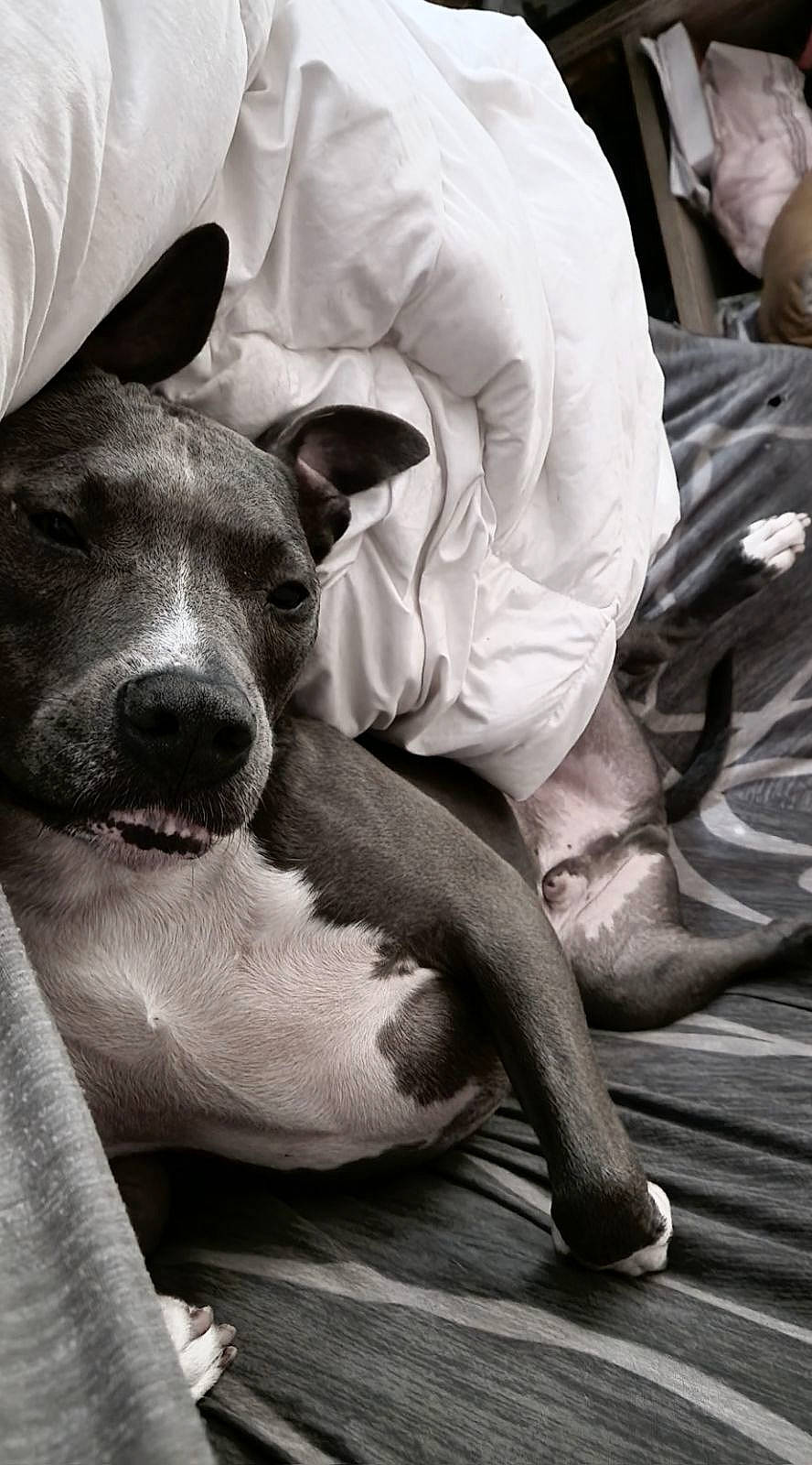 Oslo participe au concours pour gagner de l'argent avec cette photo : black_and_white, canidae, carnivore, comfort, companion_dog, dog, dog_breed, ear, fawn, grey, human_leg, jaw, monochrome, monochrome_photography, snout, sporting_group, style, terrestrial_animal, whiskers, working_animal