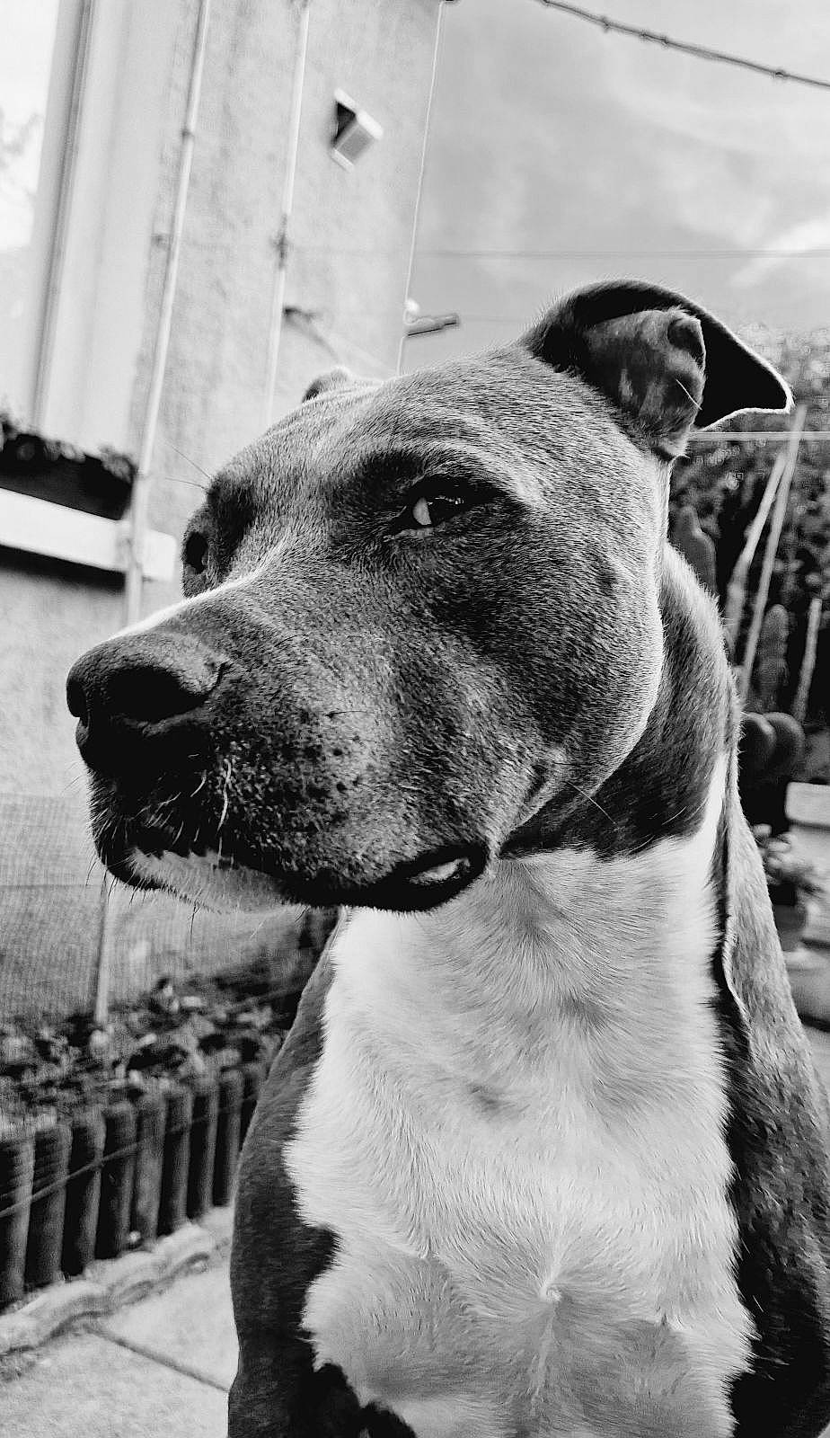 Oslo a rejoint le concours — aidez-le/la à gagner de superbes lots ! black, black_and_white, canidae, carnivore, collar, companion_dog, dog, dog_breed, dog_collar, ear, eye, fawn, monochrome, monochrome_photography, plant, snout, sporting_group, style, whiskers, working_animal