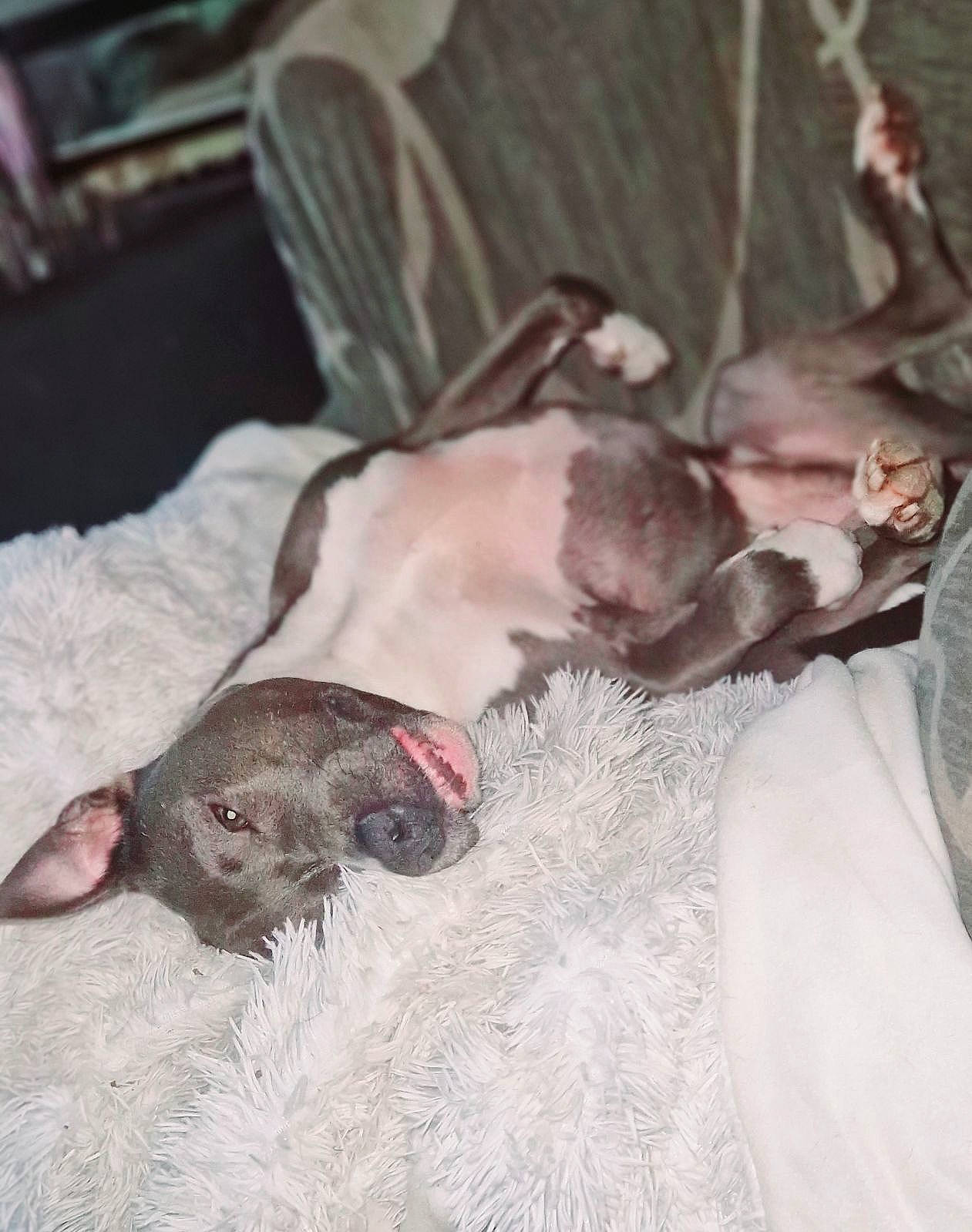 Oslo participe au concours pour gagner de l'argent avec cette photo : canidae, carnivore, comfort, companion_dog, dog, dog_breed, fawn, fur, grey, liver, mammal, non_sporting_group, snout, sporting_group, terrestrial_animal, working_animal