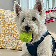 Kennedy is registered to the contest to win money with this photo: animal, blanket, blue_harness, closeup, couch, dog, ears, eyes, fur, indoor, mouth, nose, pet, pillow, playful, relaxed, resting, tennis_ball, toy, white_dog