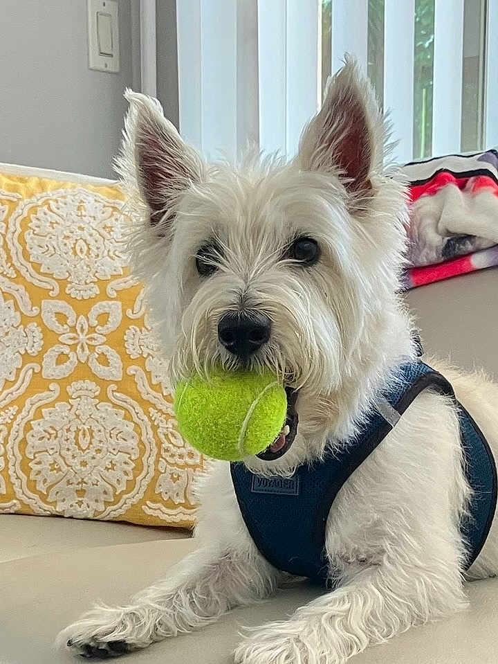 Kennedy is registered to the contest to win money with this photo: animal, blanket, blue_harness, closeup, couch, dog, ears, eyes, fur, indoor, mouth, nose, pet, pillow, playful, relaxed, resting, tennis_ball, toy, white_dog
