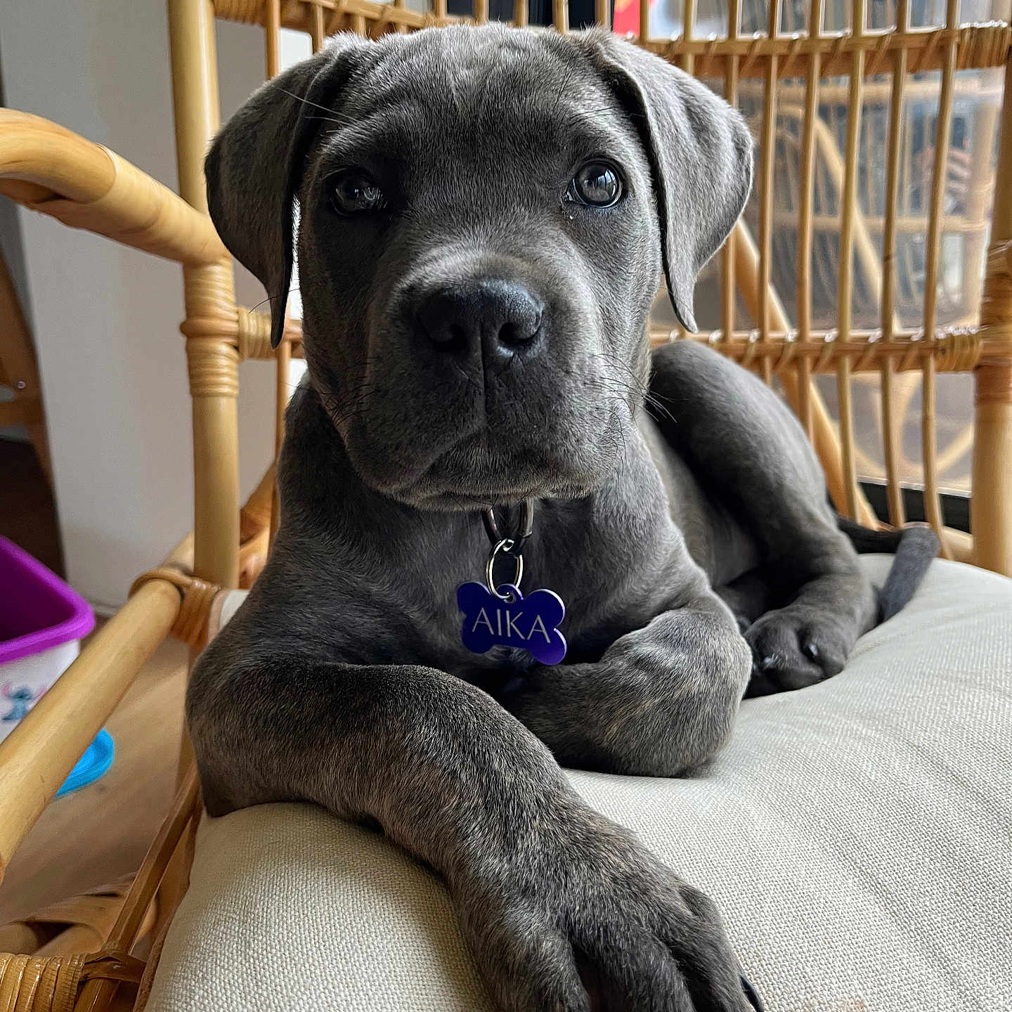 Aika participe au concours pour gagner de l'argent avec cette photo : animal, armchair, box, boxer, bulldog, canine, chair, crib, dog, furniture, greatdane, hound, infantbed, labradorretriever, pet, pitbull, pointer, puppy, terrier, wood