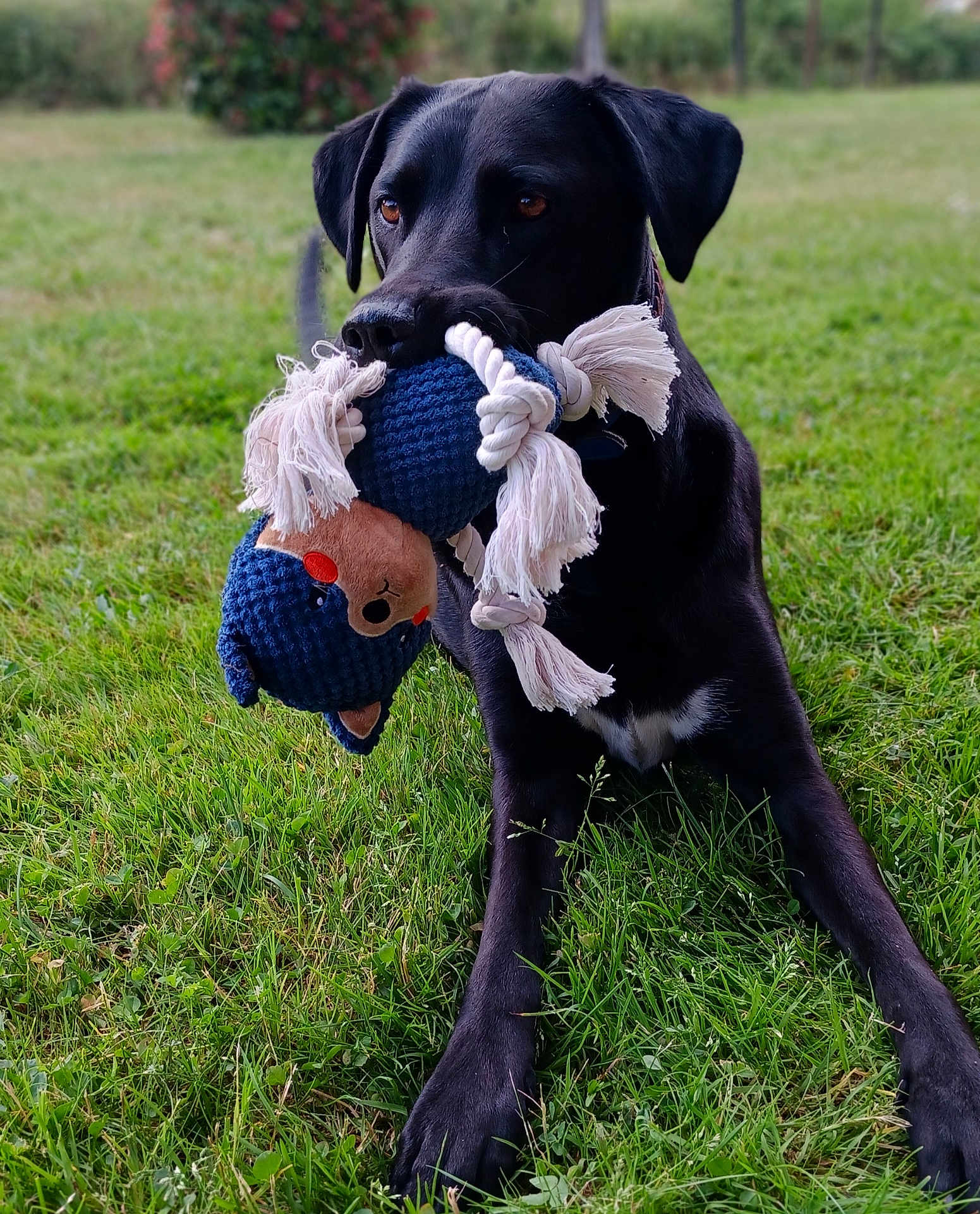 Titan a rejoint le concours — aidez-le/la à gagner de superbes lots ! dog, black_dog, toy, rope_toy, grass, outdoor, playful, pet, animal, canine, lying_down, greenery, nature, mouth, ears, collar, front_legs, fur, daytime, closeup