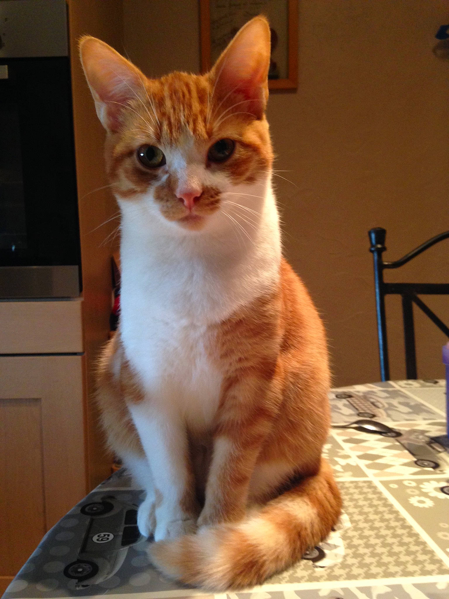 Jazz participe au concours pour gagner de l'argent avec cette photo : aegean_cat, american_wirehair, arabian_mau, asian, carnivore, cat, domestic_short_haired_cat, european_shorthair, fawn, felidae, german_rex, kitten, mammal, ojos_azules, polydactyl_cat, small_to_medium_sized_cats, tabby_cat, tail, vertebrate, whiskers